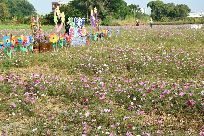 彰化市打造8公頃花海 2月中旬前百花盛開