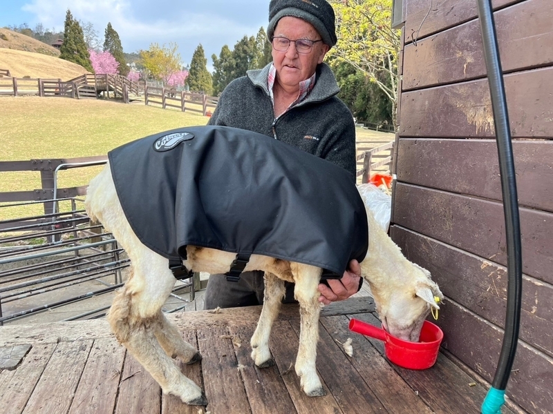 寒流來襲 清境農場綿羊穿保暖衣、房舍避寒