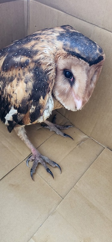 屏東推動生態服務給付計畫 農民通報撿到瀕危草鴞