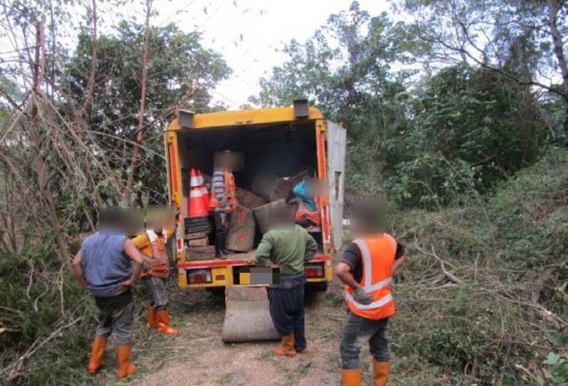工人修剪路樹趁機竊取國有相思木變賣 7嫌送辦