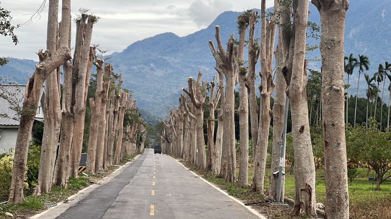 台東綠色隧道樹木斷頭遊客失望 農民揭修整理由