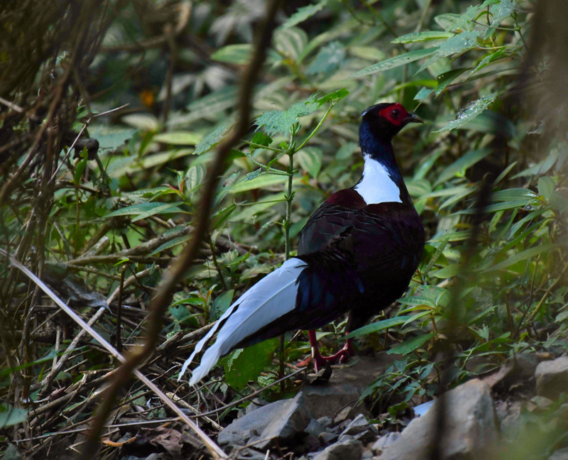 南橫淨山見嬌客 藍腹鷴、黃喉貂伴隨護山林