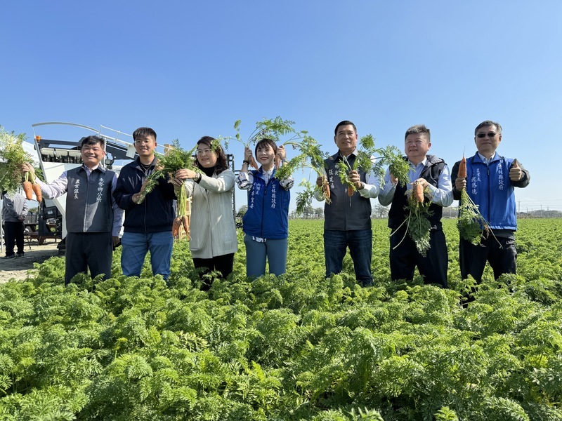 國際台灣胡蘿蔔日3/2登場 開放1公頃萬人採摘