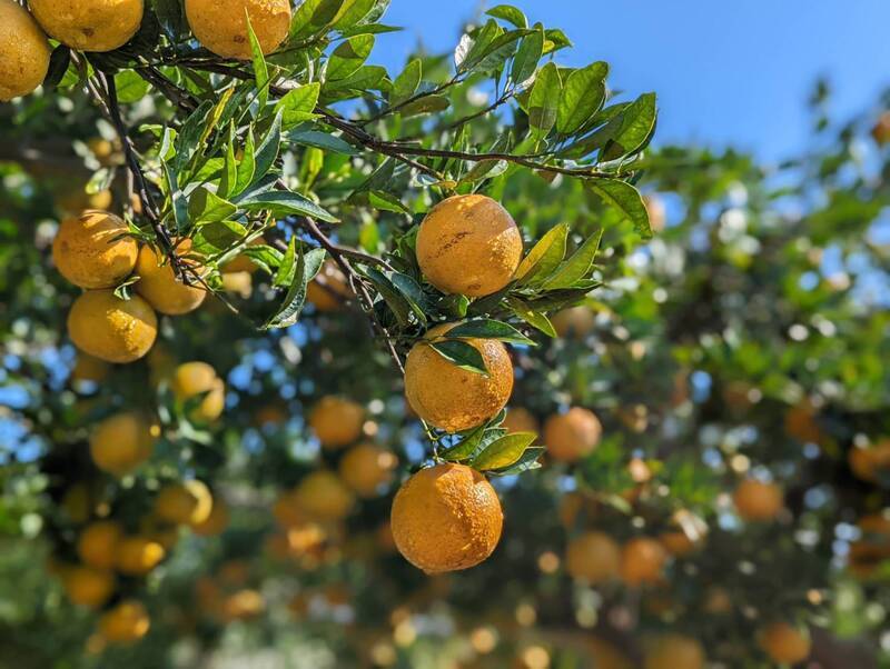 春節桶柑盛產 買產銷履歷有保障、喝原汁免剝皮