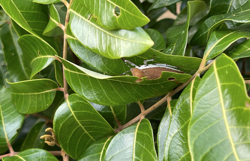 荔枝椿象越冬將甦醒 中市府啟動區域整合防治