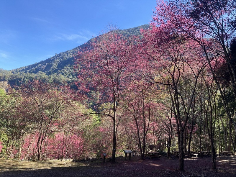 中部賞櫻秘境 八仙山國家森林遊樂區山櫻花盛開