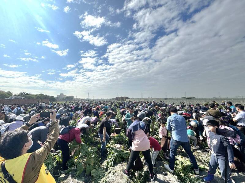 台電千人拔蘿蔔活動 員工體驗田園樂促地方發展
