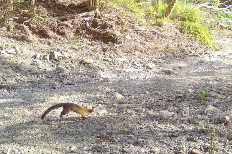 黃喉貂現身屏東保力溪 創台灣最南端分布紀錄