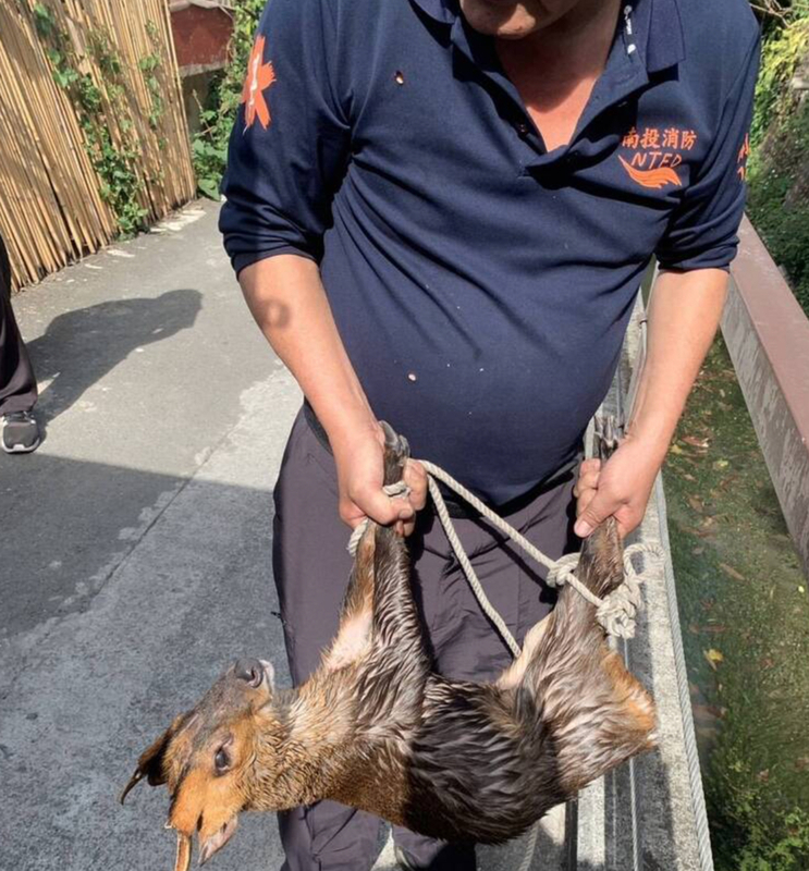 小山羌受困埔里哲學步道2公尺深水圳 消防救出野放