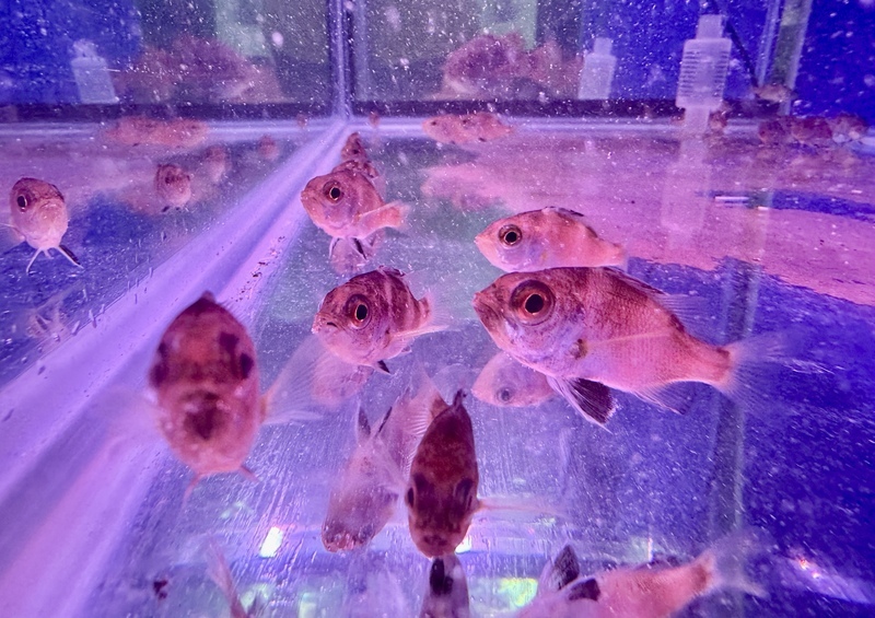 台灣育成紅喉魚苗全球第2 挑戰獨家人工繁養技術