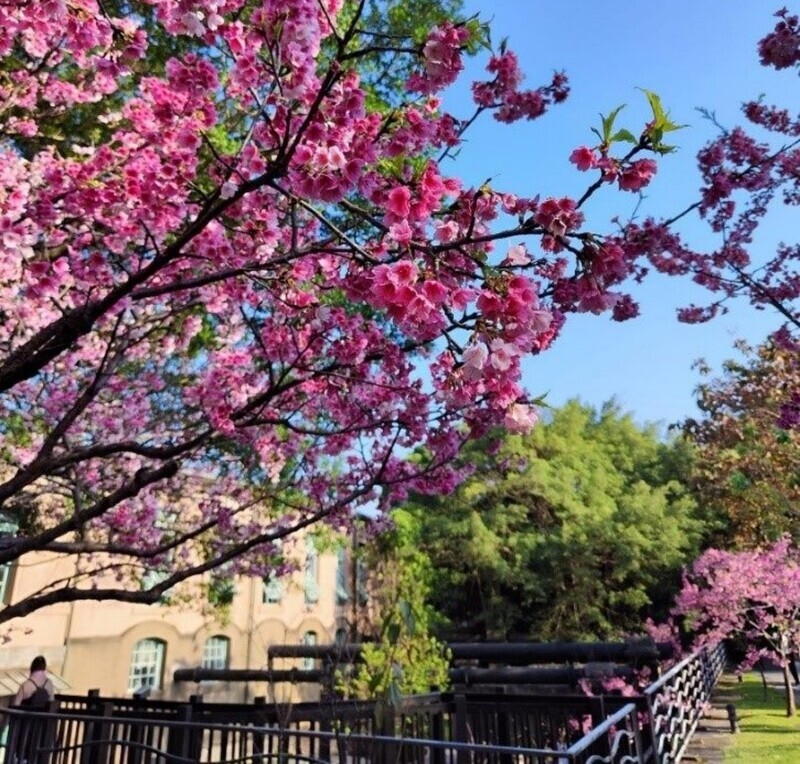 春節連假將屆 台北自來水園區10日營業可賞櫻花
