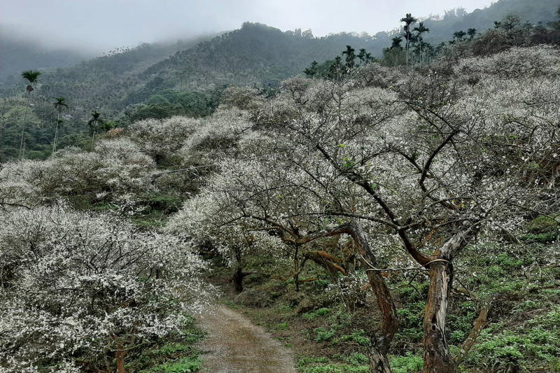 從香蕉山到梅嶺 產業興衰造就不同風貌