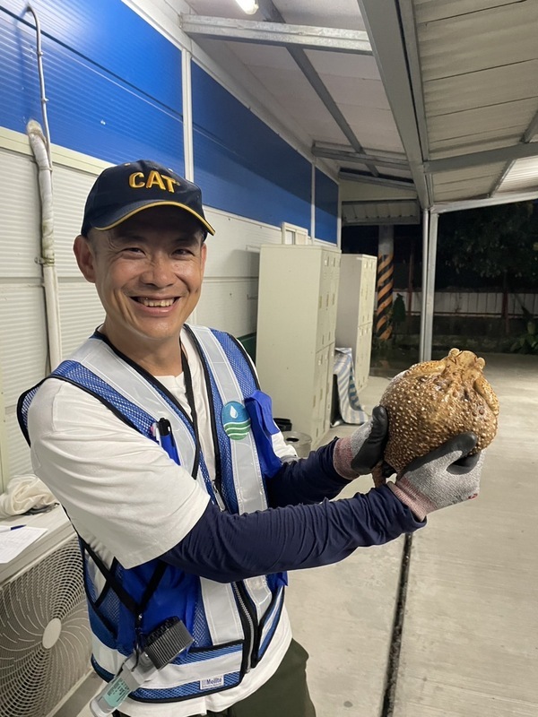 海蟾蜍入侵南投草屯 鳥嘴潭工程人員助移除
