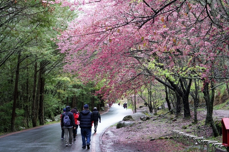 國旅主題行程最受歡迎 旅行社看好前景發展