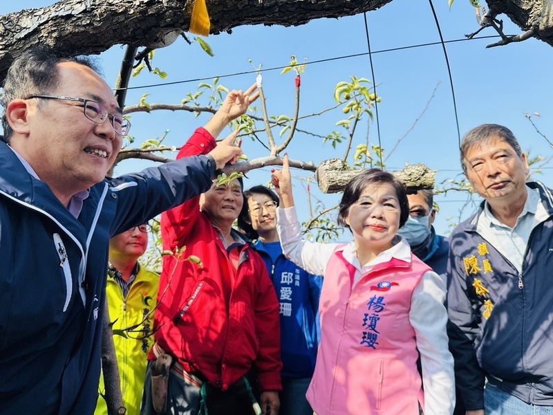 台中高接梨穗受寒害 農民重複嫁接成本增