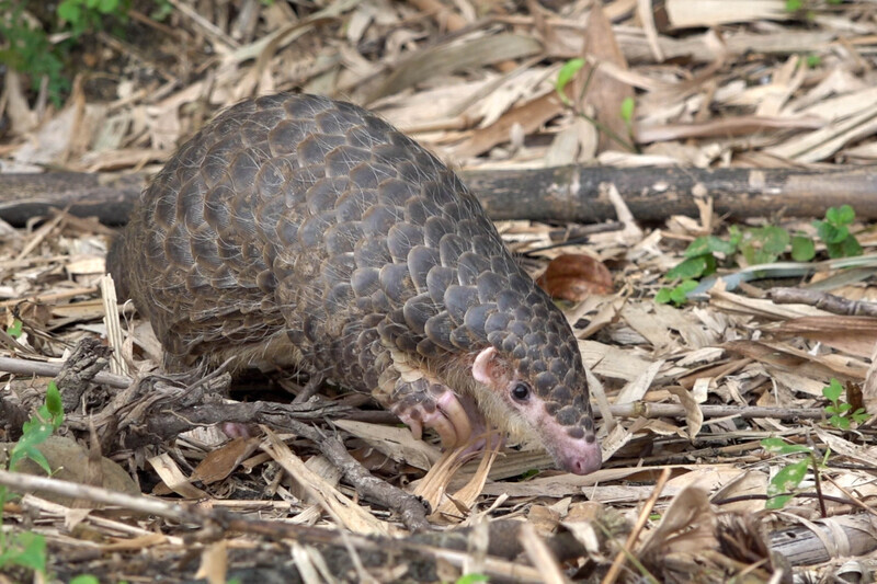 響應世界穿山甲日 北市動物園保育員將現身說法