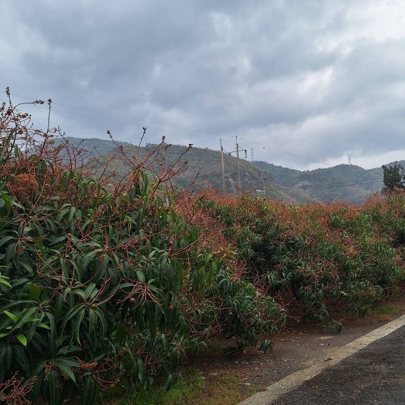 屏東芒果病蟲害落果 縣府籲盡速向鄉公所回報