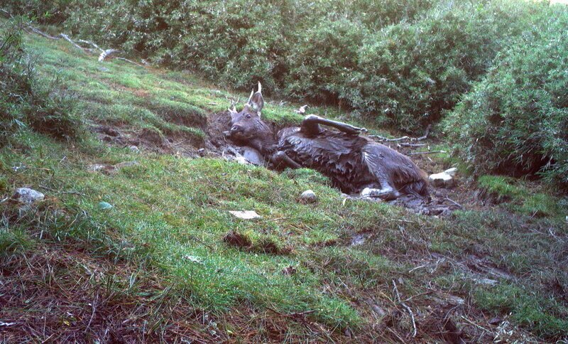 嘉南野生動物豐富 自動相機首次拍到黑熊家族