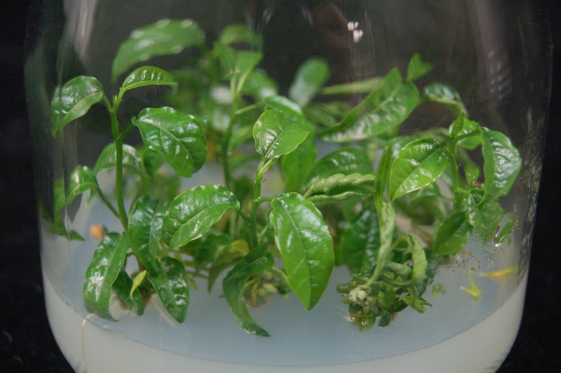 百香果健康種苗量產技術出爐 出口商機可期