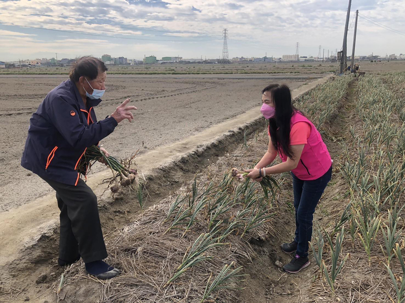 伸港蒜農人力老化 有人曾招到最年輕幫手也已75歲