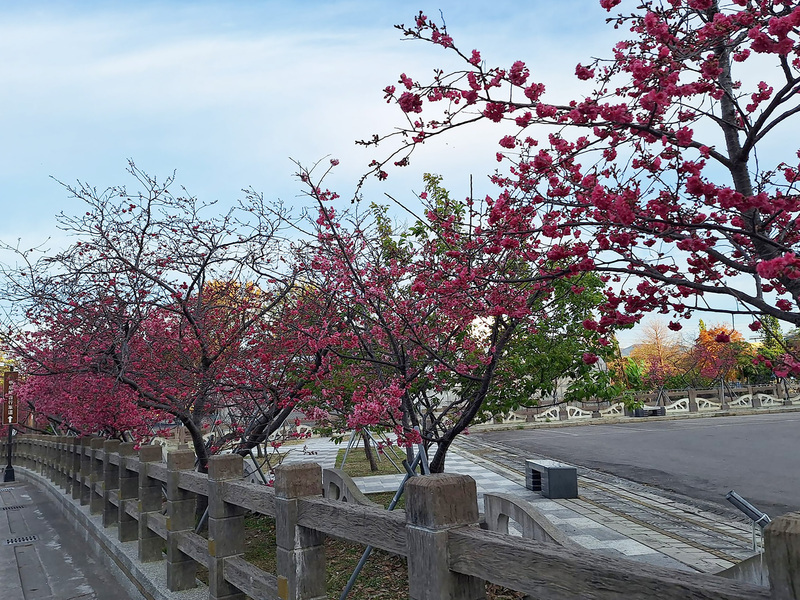 台中后里平地櫻花綻放 民眾半日賞櫻逛街輕旅行