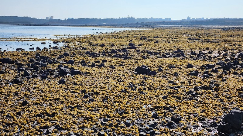澎湖潮間帶長滿海菜與囊藻 增添岸際美麗