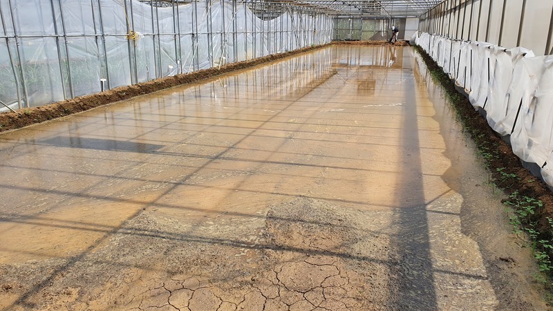 桃園區農改場改良土壤鹽害 設施蔬菜產量增4成5