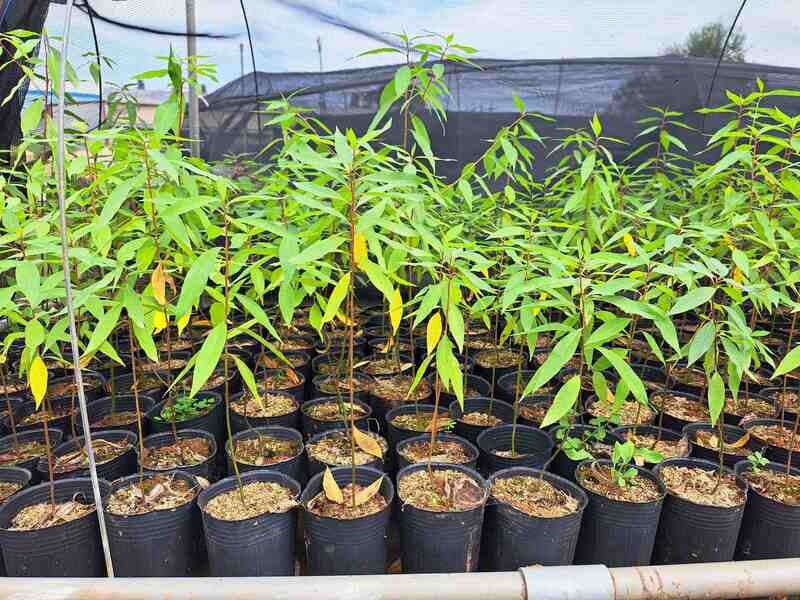 克服發芽率及移植存活率極低 6千株山胡椒苗木育成