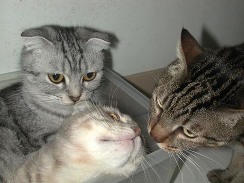 新北動物之家推認養貓咪 2月底前送硬殼式提籠