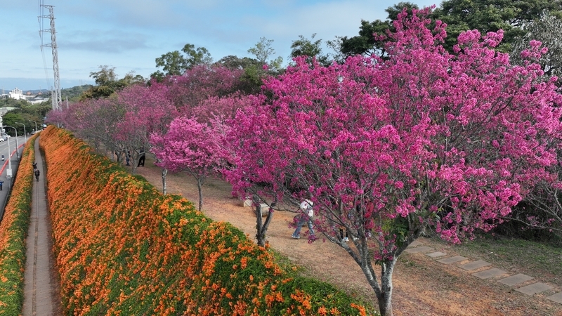 苗縣銅鑼炮仗花、山櫻盛開 攝影玩家秀美照吸睛