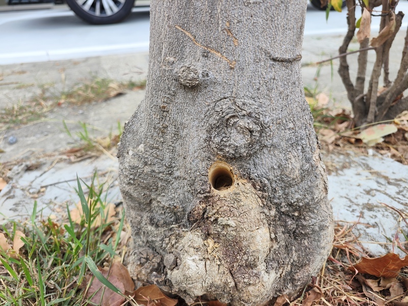 彰化員林大道路樹被鑽孔灌毒 市公所報警找凶手