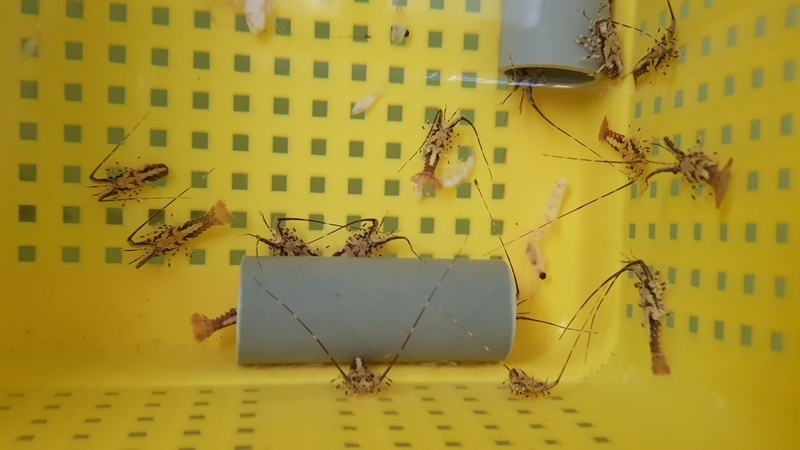 水試所龍蝦苗育成率業界之最 助攻產量翻倍拓外銷