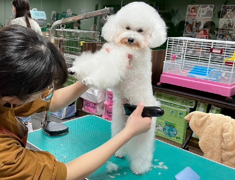 毛寶貝美容糾紛多 新北動保處籲消費前充分溝通
