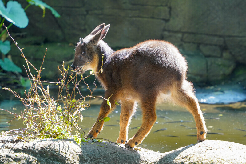 自蘇花公路救傷 野山羊「皮蛋」北市動物園見客