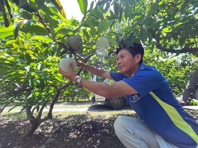 釋迦出口增逾1千公噸 產地精進取得產銷履歷