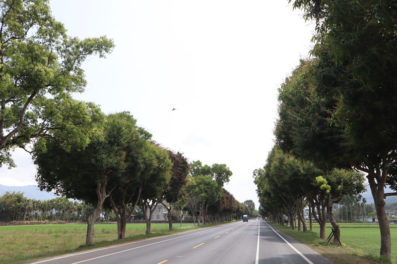 花東縱谷景觀大道玉里路段拓寬 芒果路樹換樹種