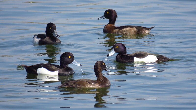 桃園冬季埤塘鳥類調查 白尾八哥量增恐衝擊生態