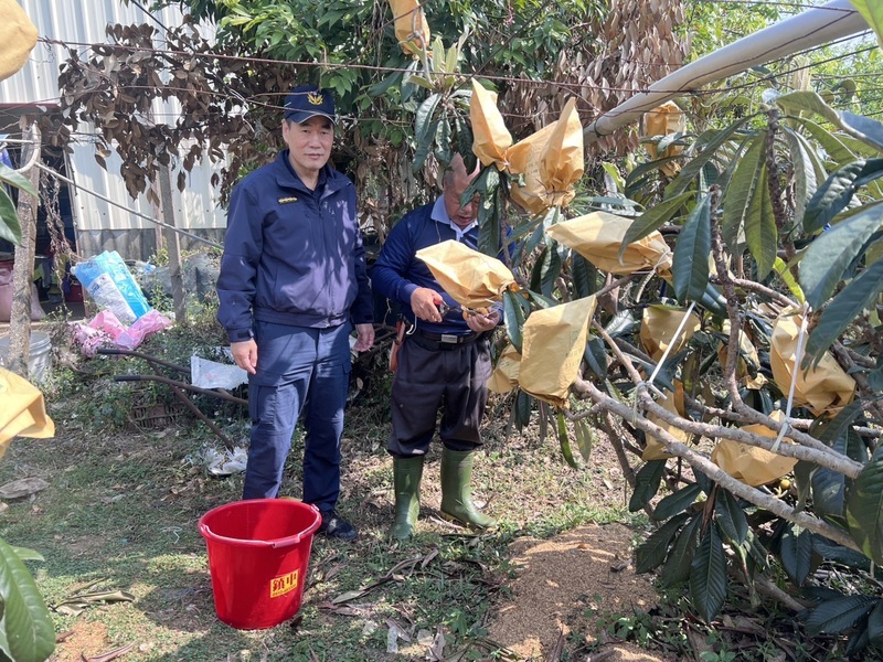 新社枇杷量少價揚 東勢警啟動護農專案
