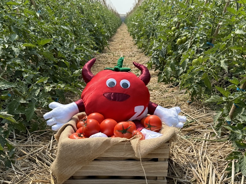 雲林4/21採果增長農業知識 4甲番茄園供千人採摘