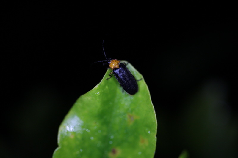 卡努風災螢火蟲棲地受創 奧萬大：影響應不大