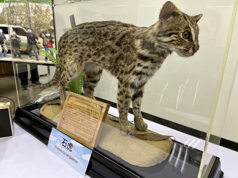 生多所救治石虎也凍存精液 以備保種復育之需