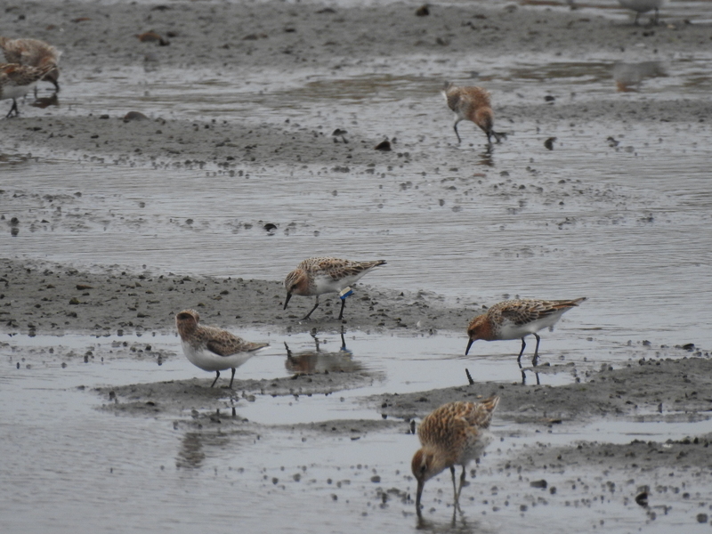 環團齊聚彰化 盼芳苑大城潮間帶速列國家級濕地