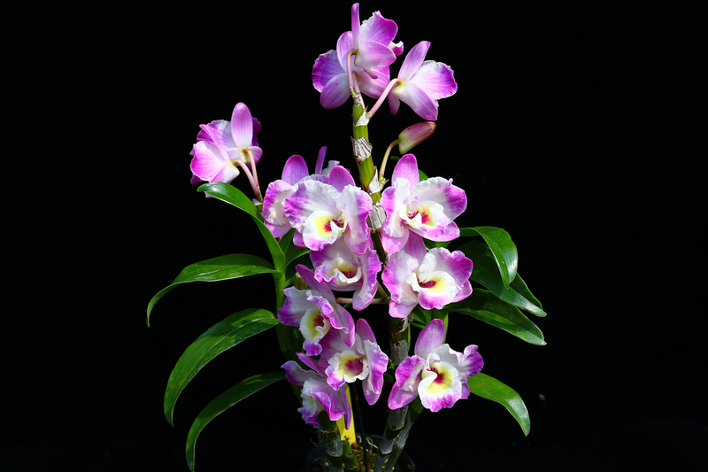 春石斛育種有成 品種權確立、摘蘭展獎項