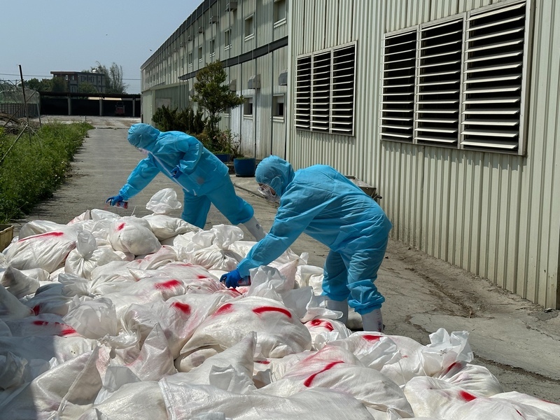 彰化二林蛋雞場染H5N1 撲殺近2萬隻雞