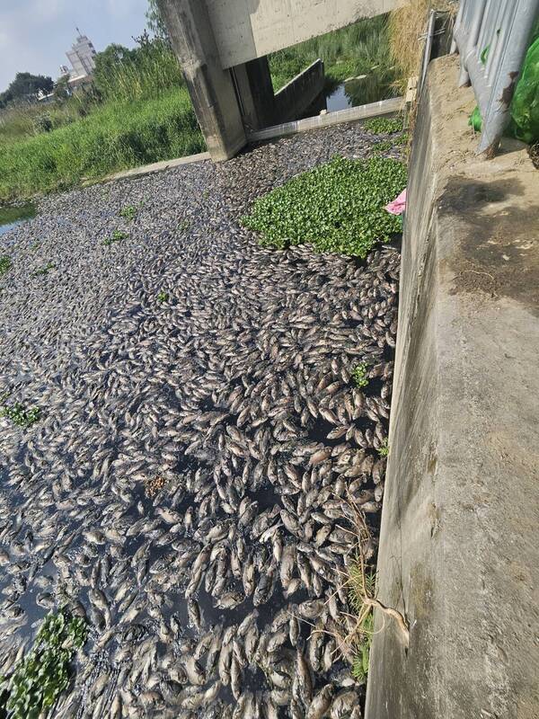 台中頭汴坑溪布滿魚屍飄惡臭 民代質疑業者排廢水