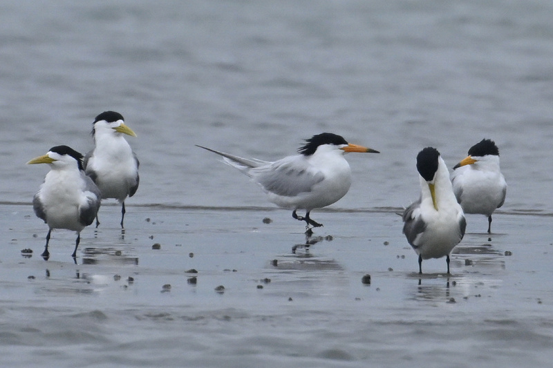 神話之鳥黑嘴端鳳頭燕鷗 連5年台南急水溪口現蹤
