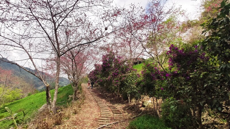 台東原漢2鄉爭金針山土地 太麻里公所4/4辦公投