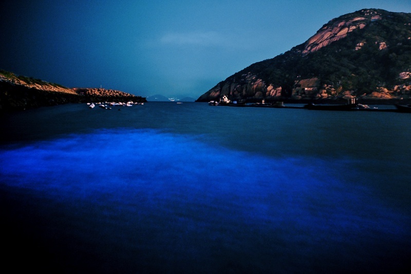 藍眼淚陸續現蹤 南竿鄉公所夜間關路燈方便賞淚