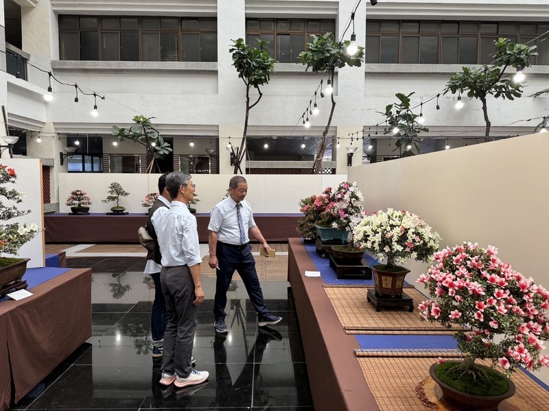 皐月杜鵑花季展 中市府陽明大樓爭豔