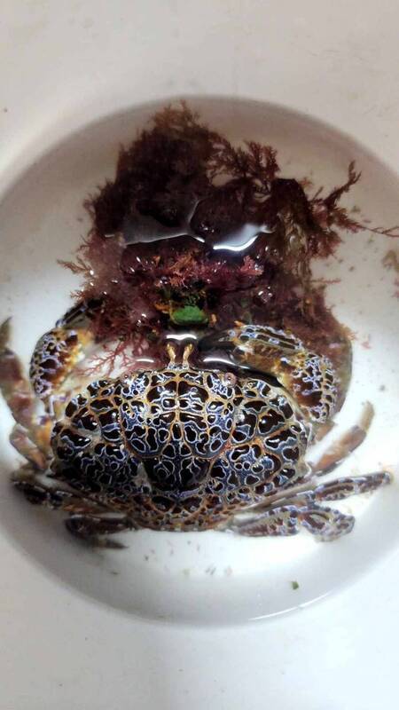 劇毒銅鑄熟若蟹 罕見現身澎湖住家巷道